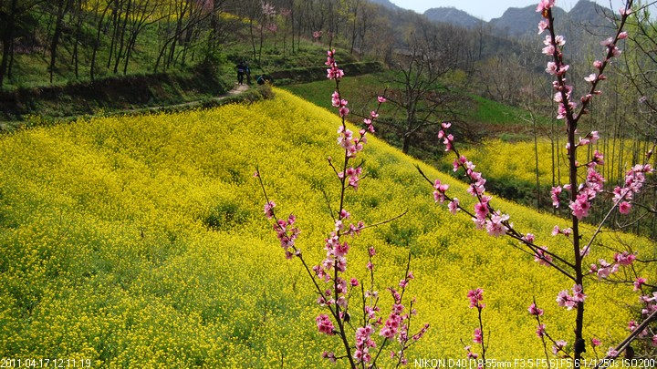 油菜